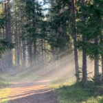 Rays of light shine through forest trees