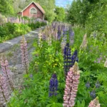 Bright coloured flowers sit in the foreground surrounded by greenery - in the background is a red cottage