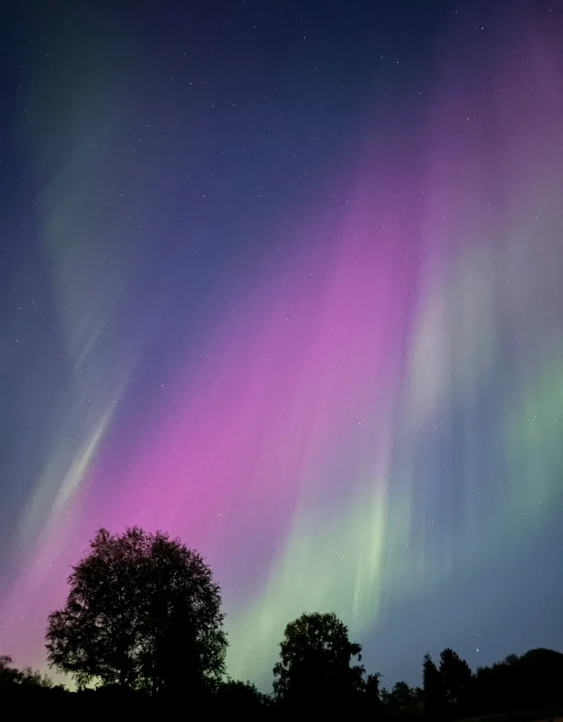 aurora borealis with trees in foreground